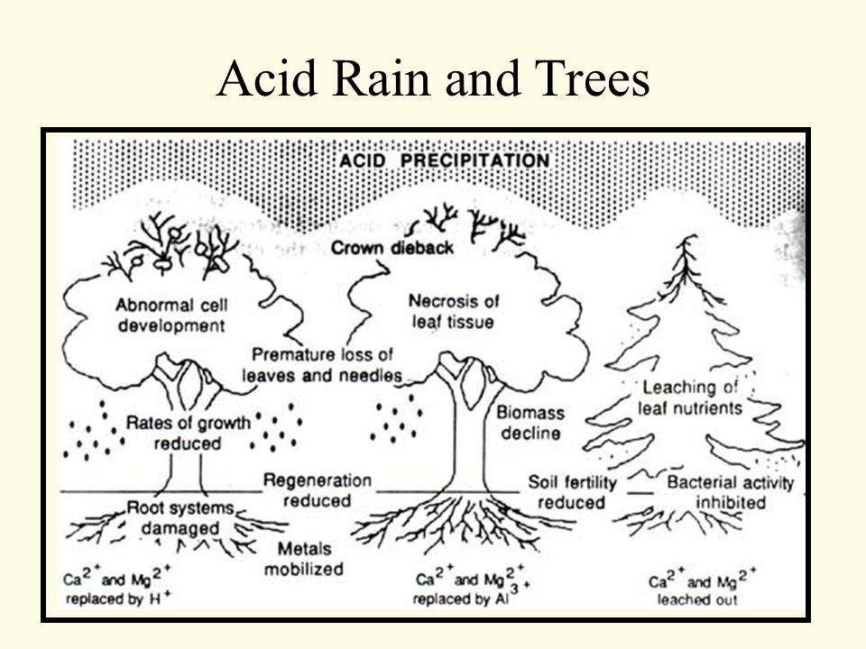 Acid rain перевод 7 класс. Acid Rain. Кислотные дожди презентация. Acid Rain слайд. Acid Rain for Kids.