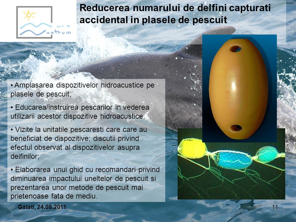 Vederea delfinului uman