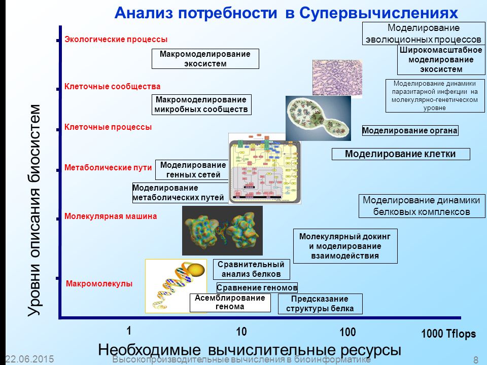 Клеточные процессы. Синтетические процессы в клетке. Моделирование белков презентация. Презентация по биоинформатике на тему моделирование белков.