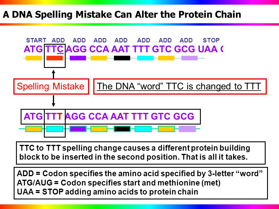 Anatomy of the Gene MUPGRET Workshop June 13 ppt Anatomy of the Gene MUPGRET Workshop June 13 ppt
