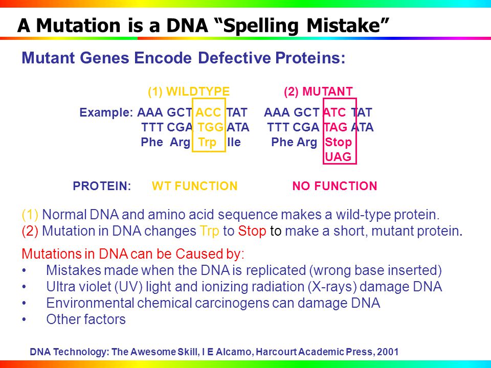 Anatomy of the Gene MUPGRET Workshop June 13 ppt Anatomy of the Gene MUPGRET Workshop June 13 ppt