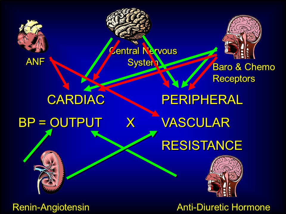 ANF Central Nervous System Renin-Angiotensin Anti-Diuretic Hormone Baro & Chemo Receptors CARDIAC PERIPHERAL BP = OUTPUT XVASCULAR RESISTANCE CARDIAC PERIPHERAL BP = OUTPUT XVASCULAR RESISTANCE
