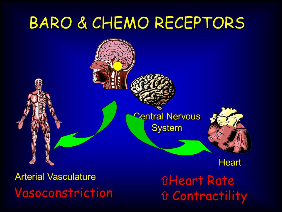 Heart Arterial Vasculature Central Nervous System BARO & CHEMO RECEPTORS  Heart Rate  Contractility  Heart Rate  Contractility Vasoconstriction