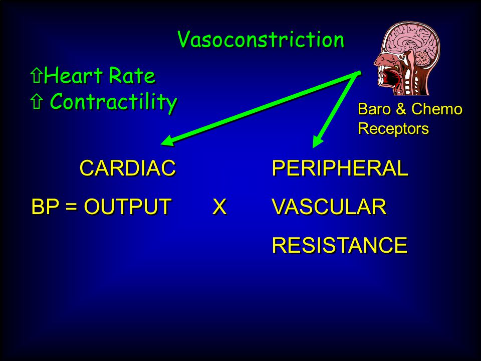 Baro & Chemo Receptors CARDIAC PERIPHERAL BP = OUTPUT XVASCULAR RESISTANCE CARDIAC PERIPHERAL BP = OUTPUT XVASCULAR RESISTANCE  Heart Rate  Contractility  Heart Rate  Contractility Vasoconstriction