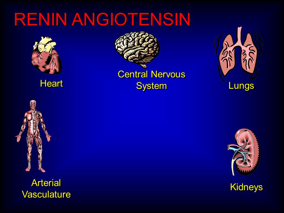 RENIN ANGIOTENSIN Central Nervous System Arterial Vasculature Heart Kidneys Lungs