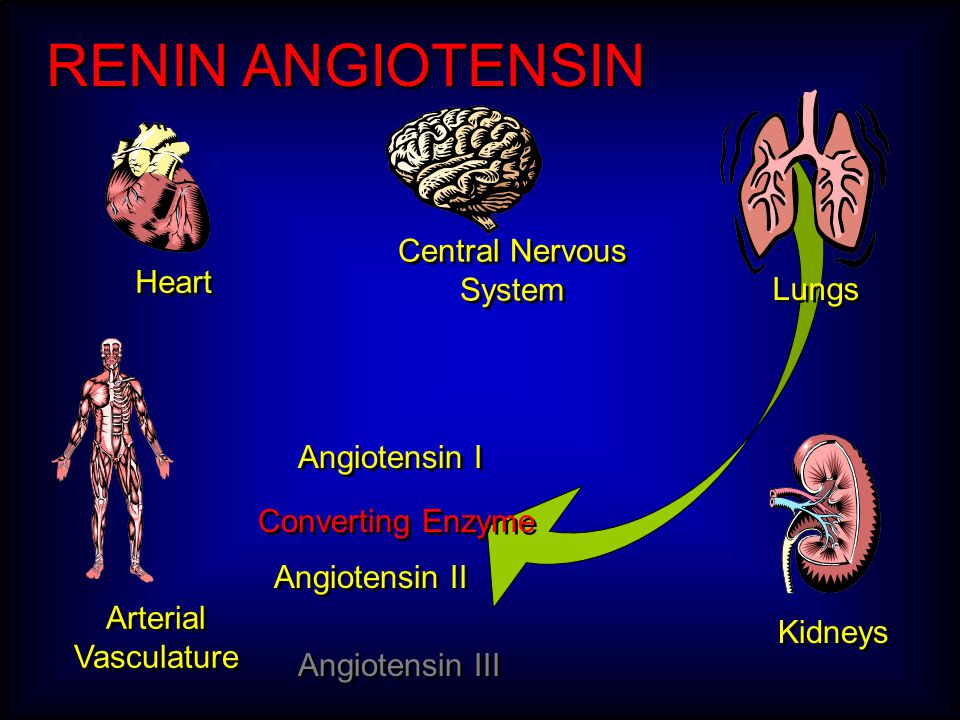 RENIN ANGIOTENSIN Central Nervous System Arterial Vasculature Heart Angiotensin I Kidneys Converting Enzyme Angiotensin II Angiotensin III Lungs