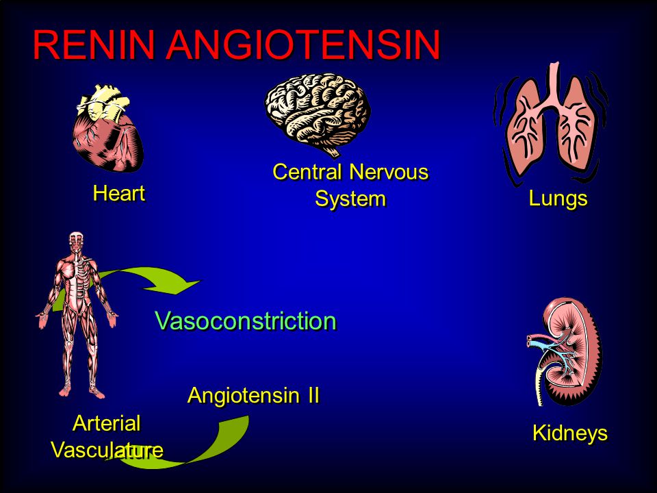 RENIN ANGIOTENSIN Central Nervous System Heart Kidneys Angiotensin II Lungs Arterial Vasculature Vasoconstriction