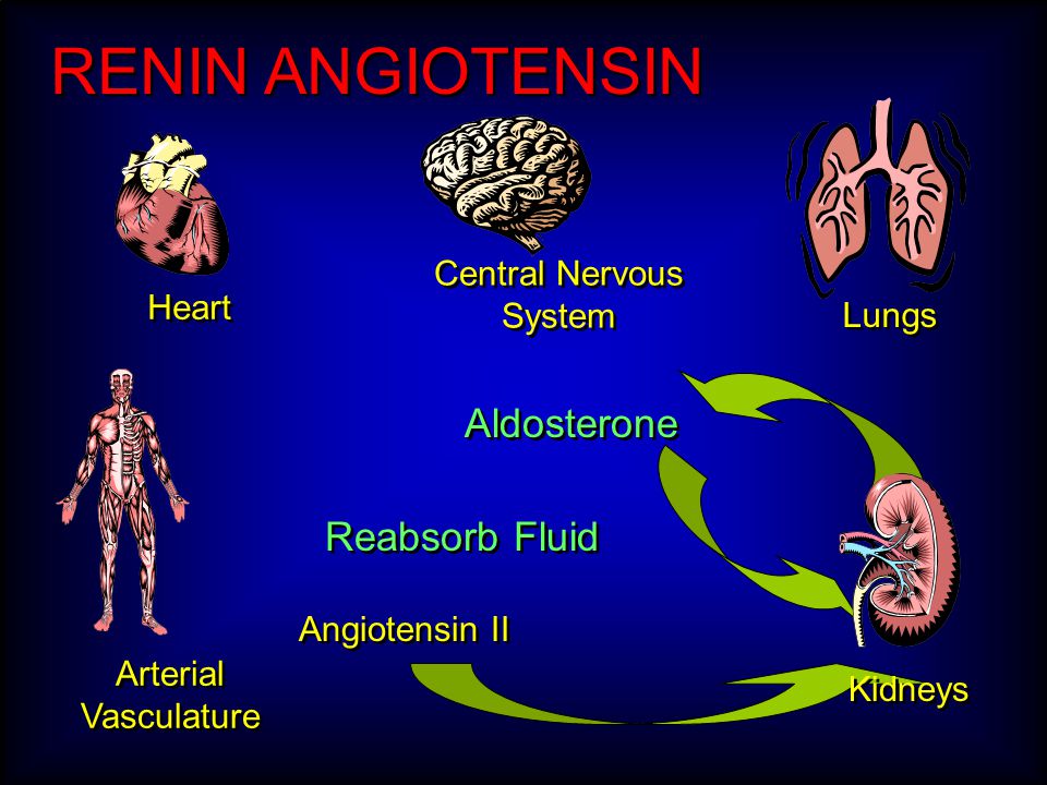 RENIN ANGIOTENSIN Central Nervous System Heart Angiotensin II Lungs Arterial Vasculature Aldosterone Kidneys Reabsorb Fluid