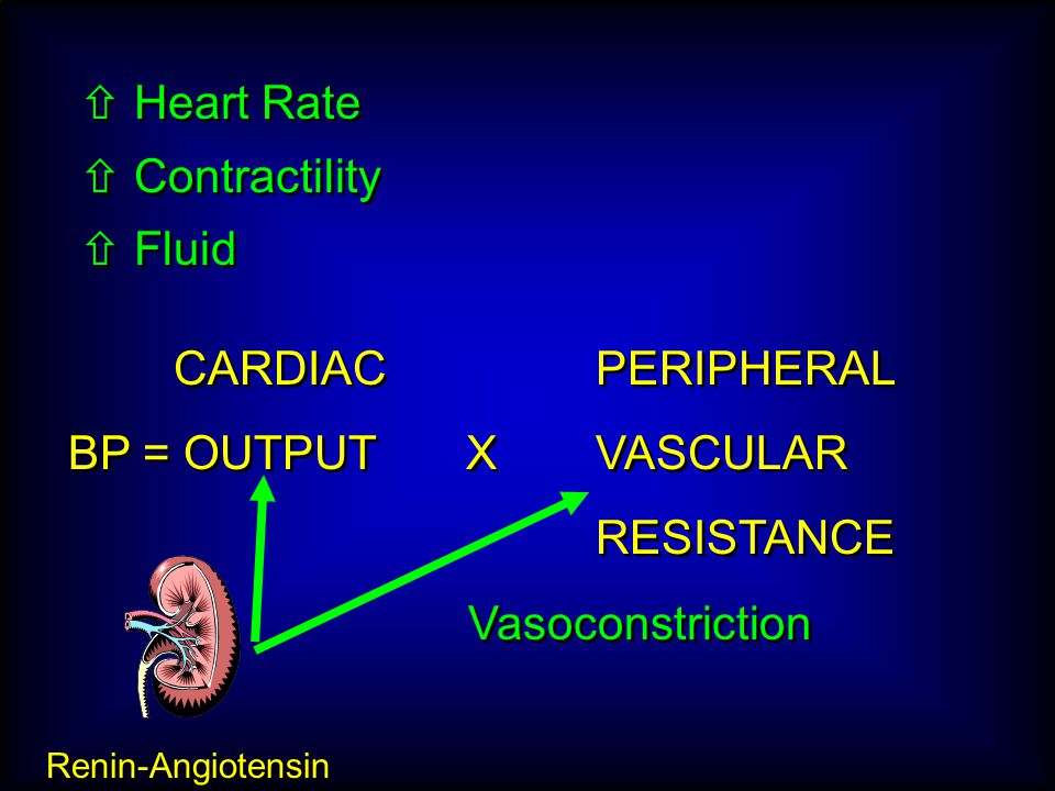 Renin-Angiotensin CARDIAC PERIPHERAL BP = OUTPUT XVASCULAR RESISTANCE CARDIAC PERIPHERAL BP = OUTPUT XVASCULAR RESISTANCE Vasoconstriction  Heart Rate  Contractility  Fluid  Heart Rate  Contractility  Fluid