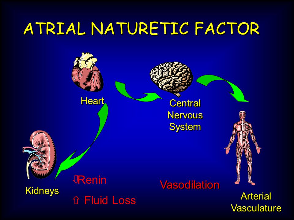 ATRIAL NATURETIC FACTOR Heart Central Nervous System Kidneys Arterial Vasculature Vasodilation  Renin  Fluid Loss