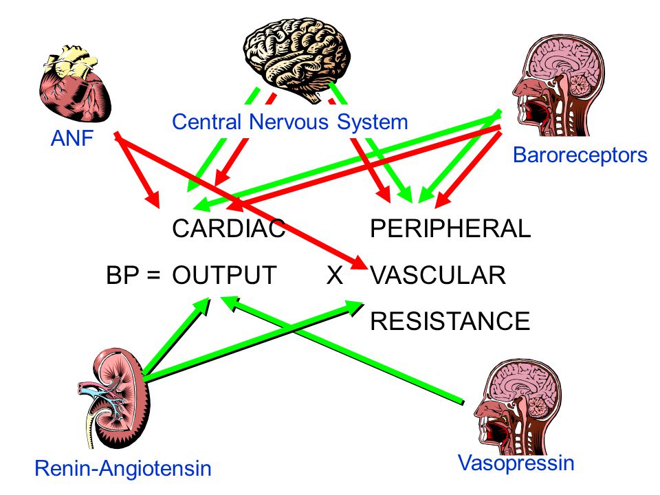 CARDIAC PERIPHERAL BP = OUTPUT XVASCULAR RESISTANCE Renin-Angiotensin Vasopressin Baroreceptors ANF Central Nervous System