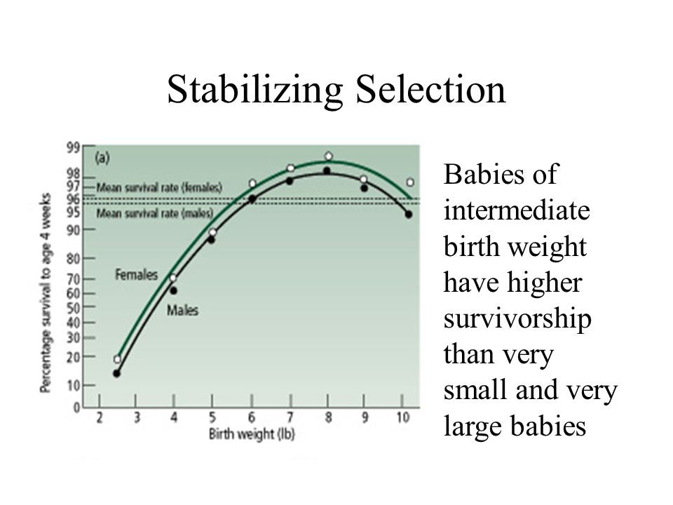 Stabilizing Selection Babies of intermediate birth weight have higher survivorship than very small and very large babies