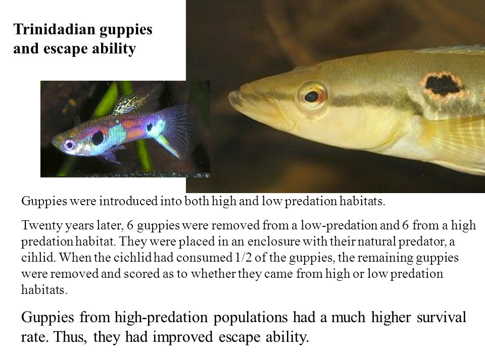 Trinidadian guppies and escape ability Guppies were introduced into both high and low predation habitats.