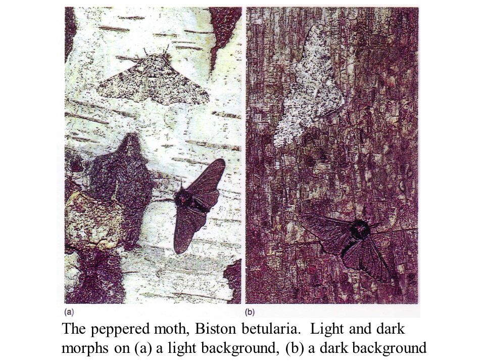 The peppered moth, Biston betularia.