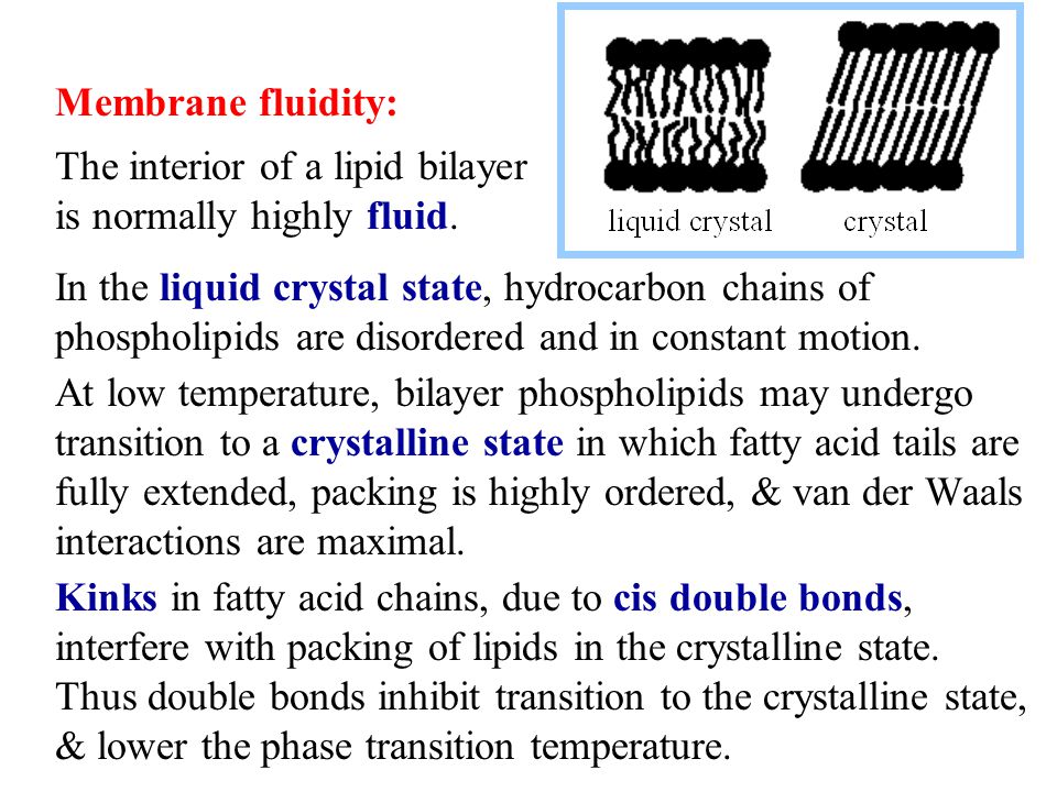 In the liquid crystal state, hydrocarbon chains of phospholipids are disordered and in constant motion.