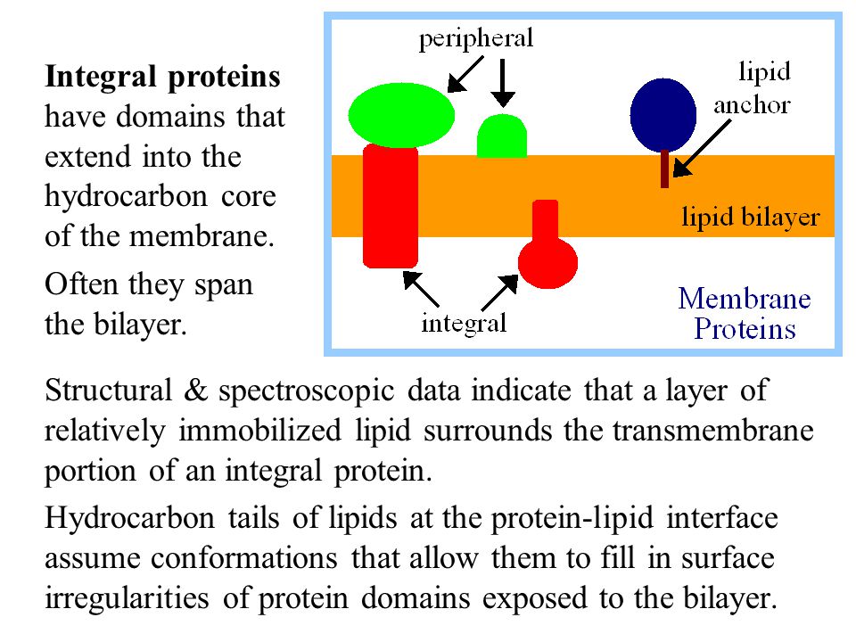 Structural & spectroscopic data indicate that a layer of relatively immobilized lipid surrounds the transmembrane portion of an integral protein.