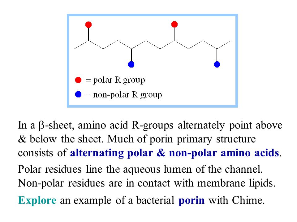 In a  -sheet, amino acid R-groups alternately point above & below the sheet.
