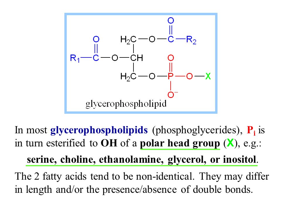 In most glycerophospholipids (phosphoglycerides), P i is in turn esterified to OH of a polar head group ( X ), e.g.: serine, choline, ethanolamine, glycerol, or inositol.