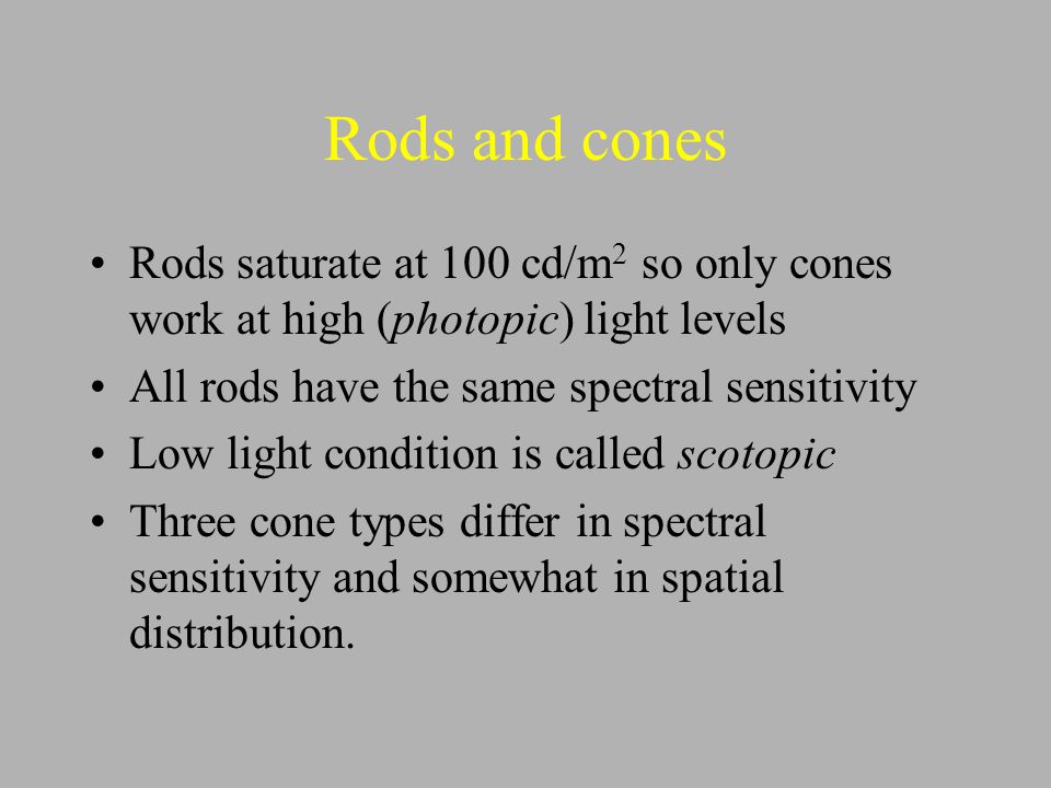 Rods and cones Rods saturate at 100 cd/m 2 so only cones work at high (photopic) light levels All rods have the same spectral sensitivity Low light condition is called scotopic Three cone types differ in spectral sensitivity and somewhat in spatial distribution.