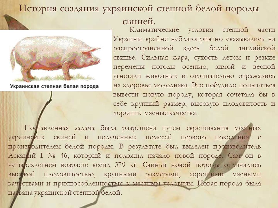 Гороскоп свинья мужчины. Украинская порода свиней. Украинская Степная белая свинья. Белая Степная порода свиней.