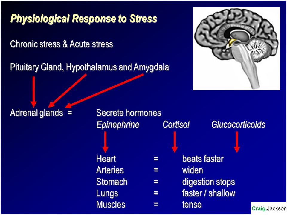 Physiological Response to Stress Chronic stress & Acute stress Pituitary Gland, Hypothalamus and Amygdala Adrenal glands=Secrete hormones Epinephrine CortisolGlucocorticoids Heart=beats faster Arteries=widen Stomach =digestion stops Lungs=faster / shallow Muscles=tense