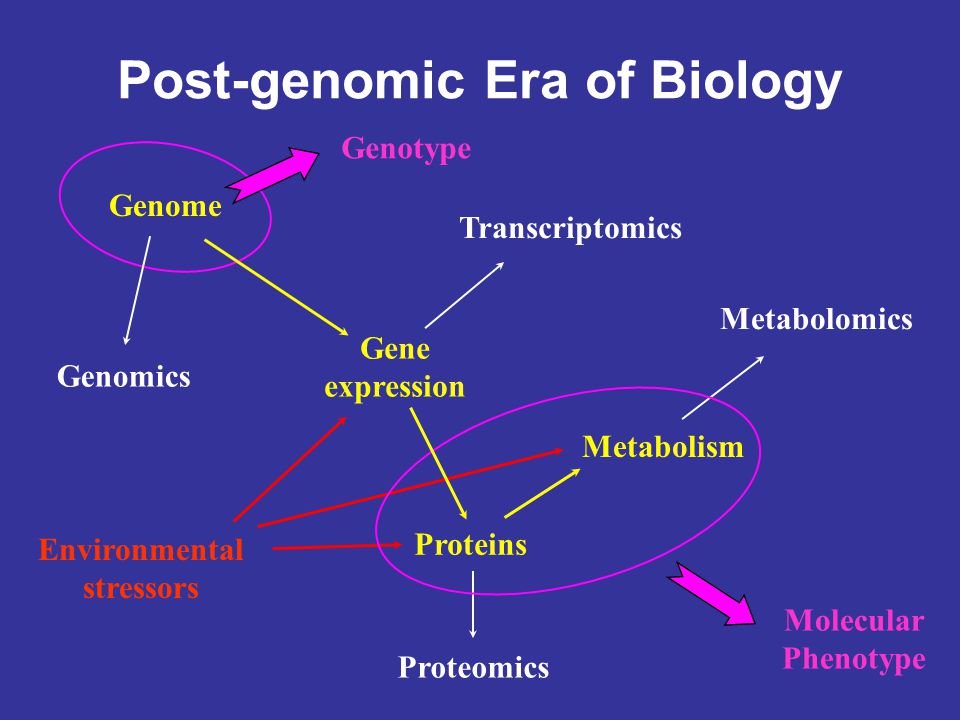 Molecular Phenotype Post-genomic Era of Biology Genome Gene expression Proteins Metabolism Metabolomics Proteomics Transcriptomics Genomics Genotype Environmental stressors