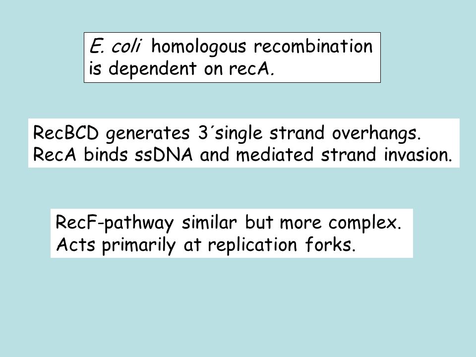 E. coli homologous recombination is dependent on recA.