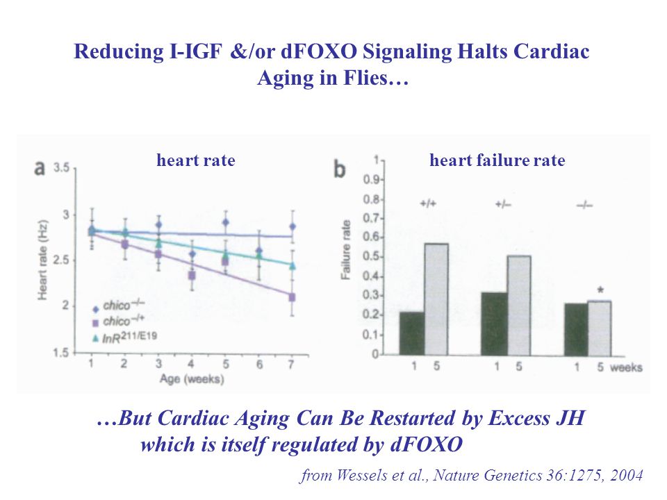 Reducing I-IGF &/or dFOXO Signaling Halts Cardiac Aging in Flies… from Wessels et al., Nature Genetics 36:1275, 2004 heart rateheart failure rate …But Cardiac Aging Can Be Restarted by Excess JH which is itself regulated by dFOXO