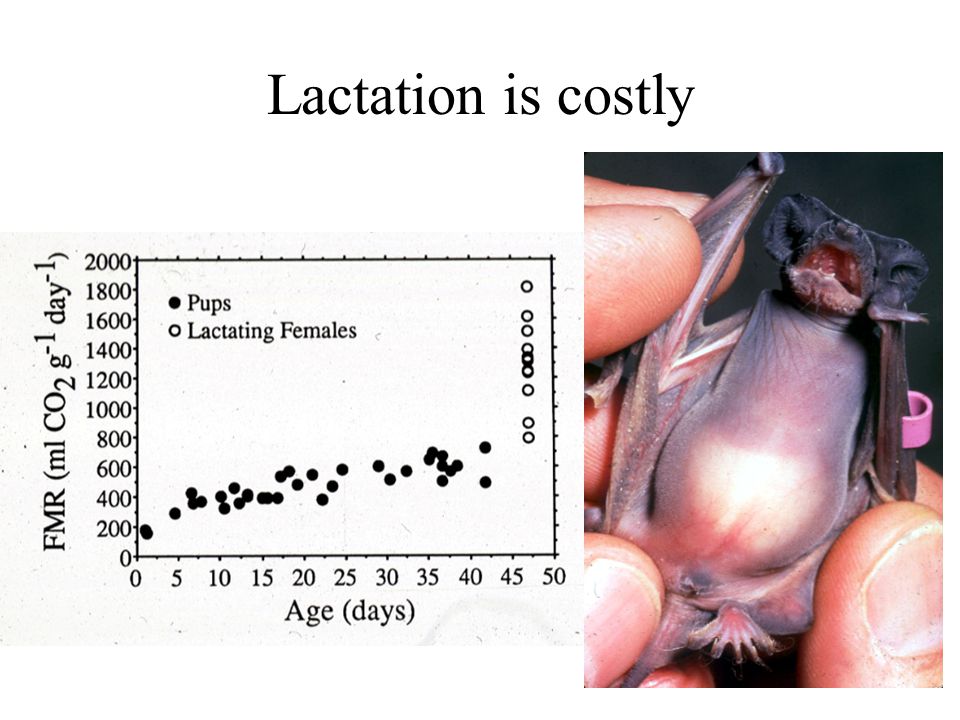 Lactation is costly