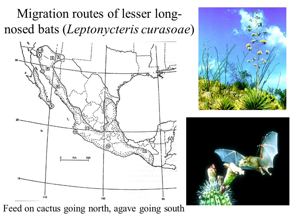 Migration routes of lesser long- nosed bats (Leptonycteris curasoae) Feed on cactus going north, agave going south