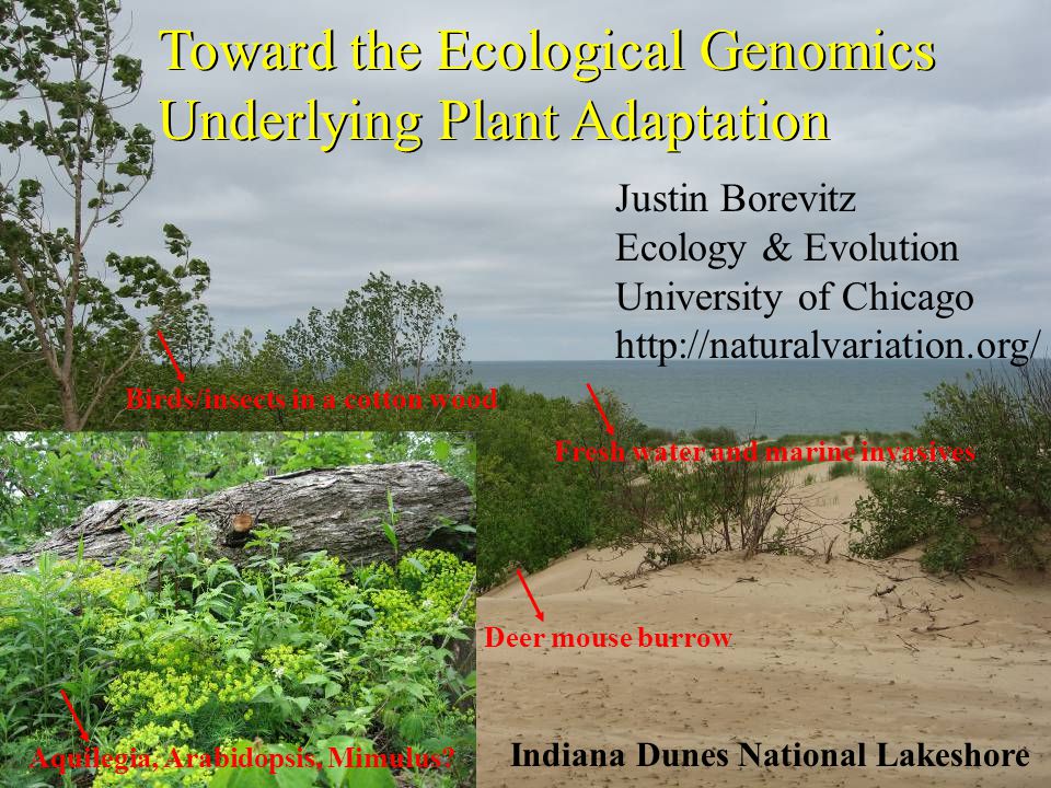 Toward the Ecological Genomics Underlying Plant Adaptation Deer mouse burrowBirds/insects in a cotton woodFresh water and marine invasives Aquilegia, Arabidopsis, Mimulus.