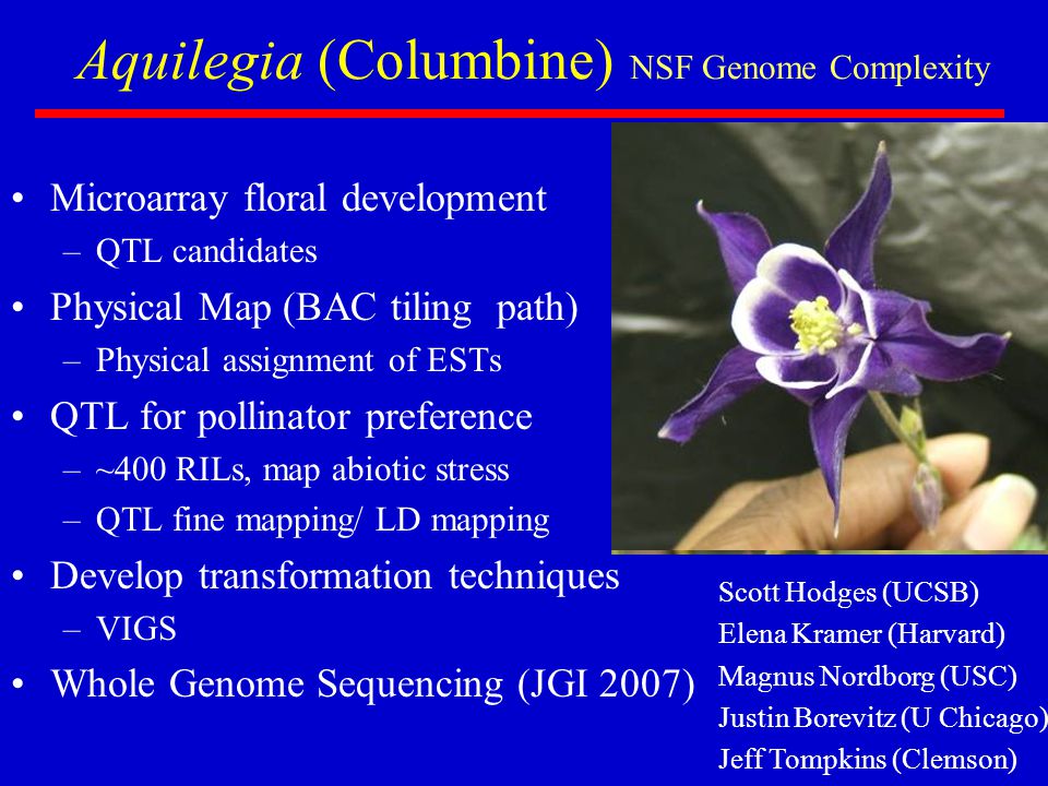 Aquilegia (Columbine) NSF Genome Complexity Microarray floral development –QTL candidates Physical Map (BAC tiling path) –Physical assignment of ESTs QTL for pollinator preference –~400 RILs, map abiotic stress –QTL fine mapping/ LD mapping Develop transformation techniques –VIGS Whole Genome Sequencing (JGI 2007) Scott Hodges (UCSB) Elena Kramer (Harvard) Magnus Nordborg (USC) Justin Borevitz (U Chicago) Jeff Tompkins (Clemson)