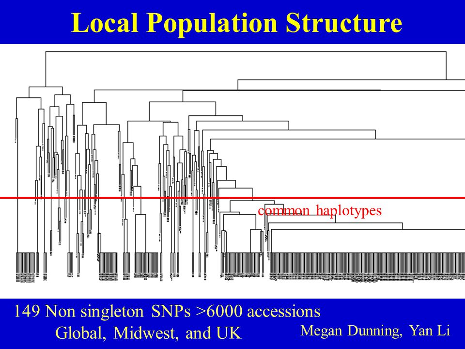 149 Non singleton SNPs >6000 accessions Global, Midwest, and UK common haplotypes Local Population Structure Megan Dunning, Yan Li
