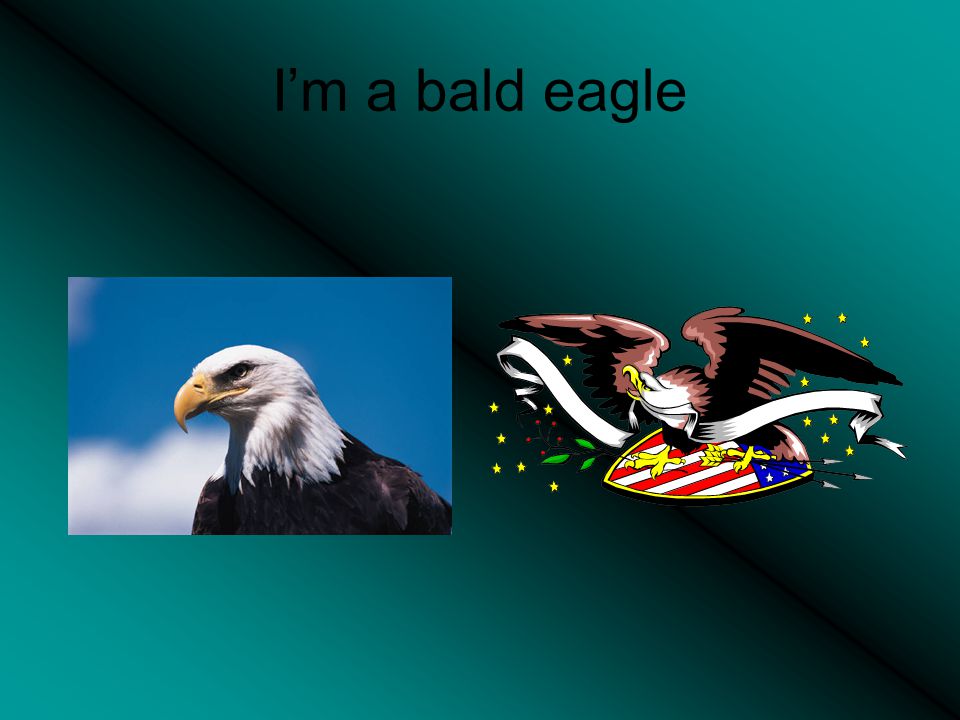 I’m a bald eagle