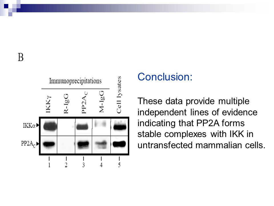 Conclusion: These data provide multiple independent lines of evidence indicating that PP2A forms stable complexes with IKK in untransfected mammalian cells.