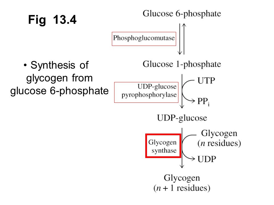 Prentice Hall c2002Chapter 1310 Fig 13.4 Synthesis of glycogen from glucose 6-phosphate