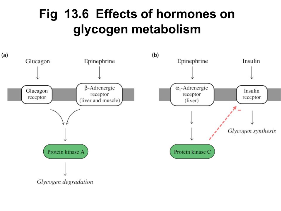 Prentice Hall c2002Chapter 1314 Fig 13.6 Effects of hormones on glycogen metabolism