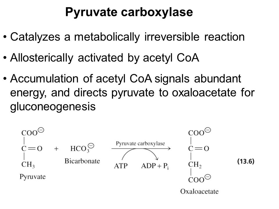 Prentice Hall c2002Chapter 1319 Pyruvate carboxylase Catalyzes a metabolically irreversible reaction Allosterically activated by acetyl CoA Accumulation of acetyl CoA signals abundant energy, and directs pyruvate to oxaloacetate for gluconeogenesis