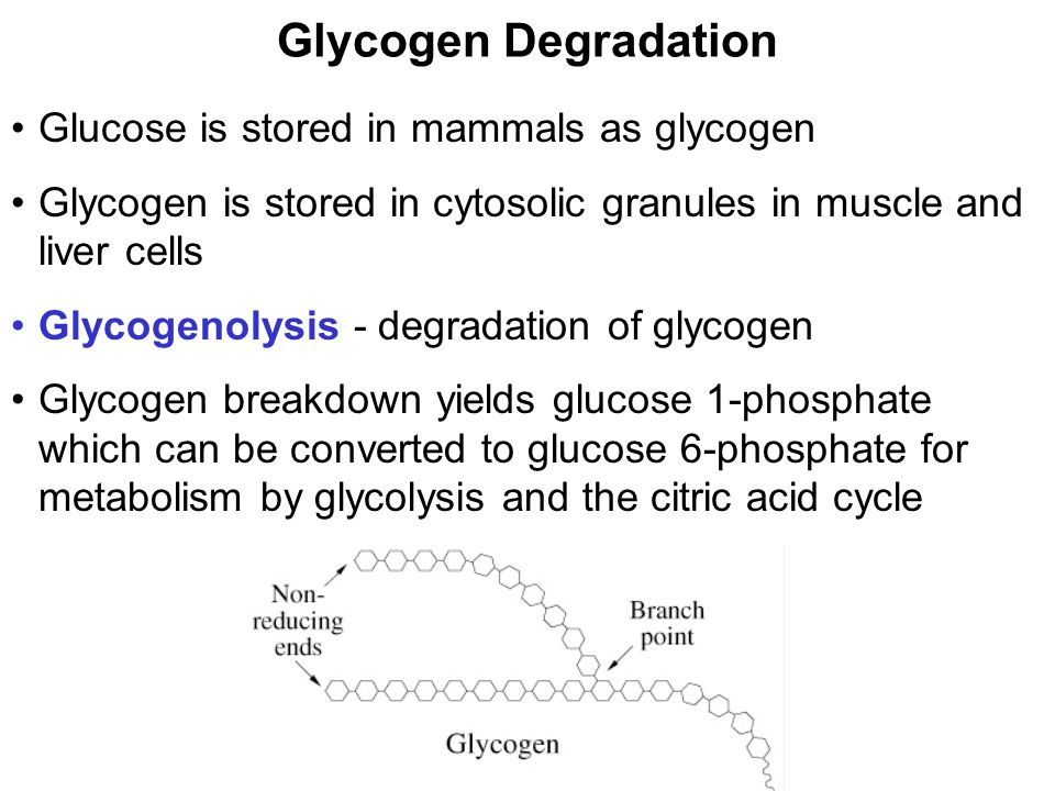 Prentice Hall c2002Chapter 132 Glycogen Degradation Glucose is stored in mammals as glycogen Glycogen is stored in cytosolic granules in muscle and liver cells Glycogenolysis - degradation of glycogen Glycogen breakdown yields glucose 1-phosphate which can be converted to glucose 6-phosphate for metabolism by glycolysis and the citric acid cycle