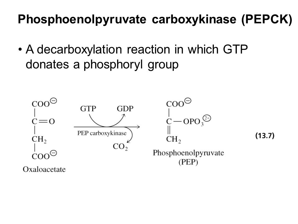 Prentice Hall c2002Chapter 1320 Phosphoenolpyruvate carboxykinase (PEPCK) A decarboxylation reaction in which GTP donates a phosphoryl group