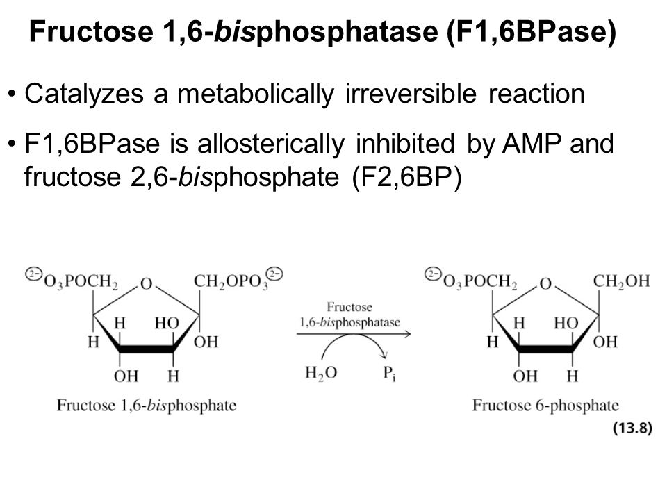 Prentice Hall c2002Chapter 1321 Fructose 1,6-bisphosphatase (F1,6BPase) Catalyzes a metabolically irreversible reaction F1,6BPase is allosterically inhibited by AMP and fructose 2,6-bisphosphate (F2,6BP)