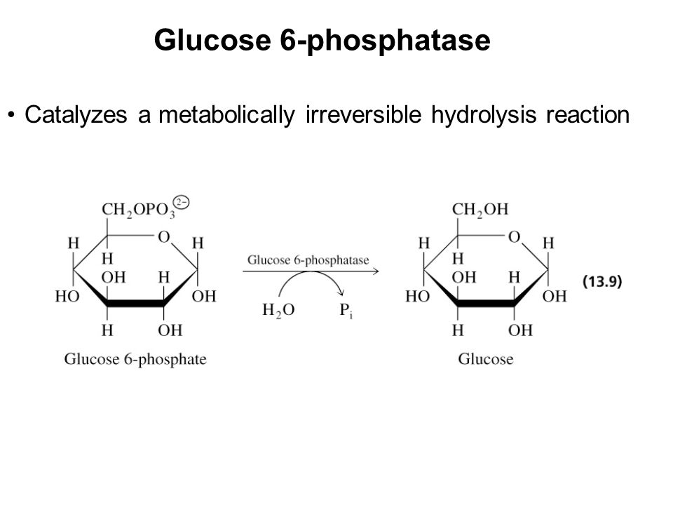 Prentice Hall c2002Chapter 1322 Glucose 6-phosphatase Catalyzes a metabolically irreversible hydrolysis reaction