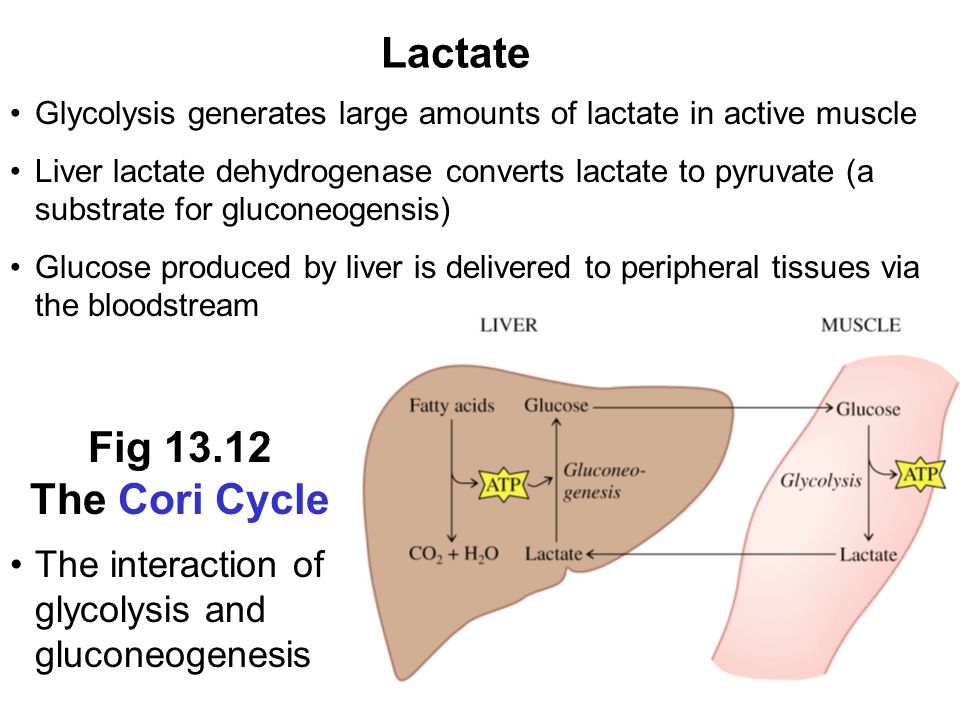 Prentice Hall c2002Chapter 1324 Lactate Glycolysis generates large amounts of lactate in active muscle Liver lactate dehydrogenase converts lactate to pyruvate (a substrate for gluconeogensis) Glucose produced by liver is delivered to peripheral tissues via the bloodstream Fig The Cori Cycle The interaction of glycolysis and gluconeogenesis