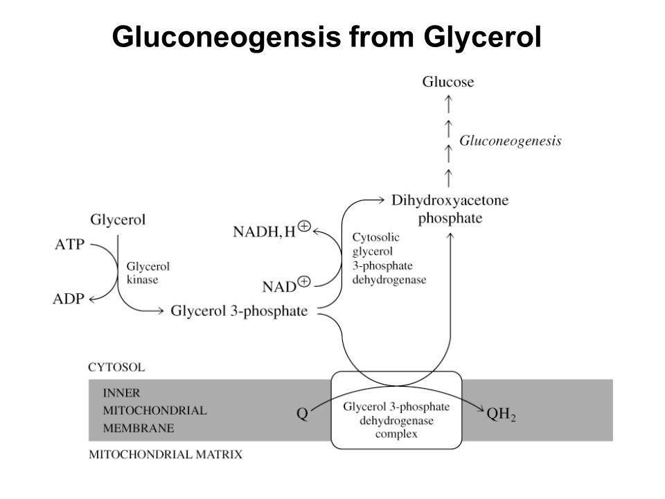 Prentice Hall c2002Chapter 1326 Gluconeogensis from Glycerol