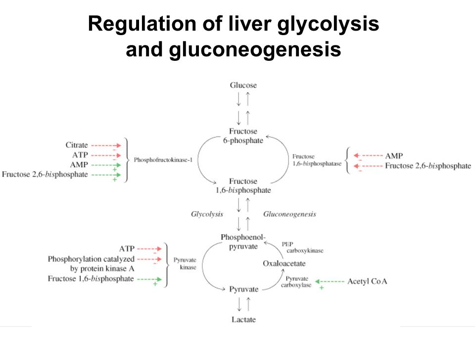 Prentice Hall c2002Chapter 1328 Regulation of liver glycolysis and gluconeogenesis