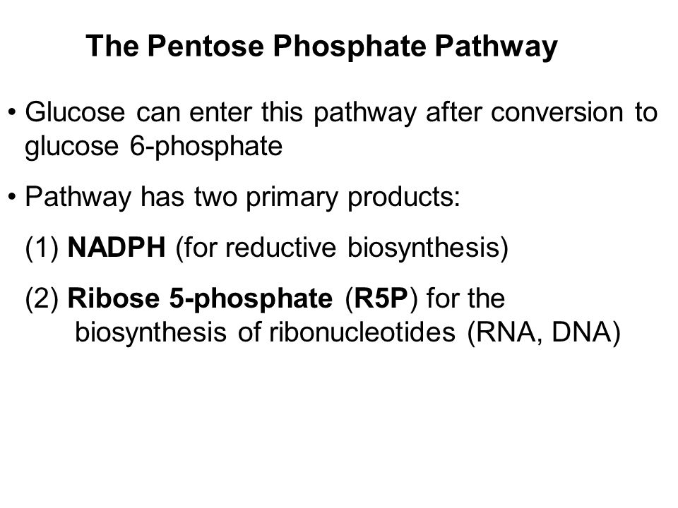 Prentice Hall c2002Chapter 1329 The Pentose Phosphate Pathway Glucose can enter this pathway after conversion to glucose 6-phosphate Pathway has two primary products: (1) NADPH (for reductive biosynthesis) (2) Ribose 5-phosphate (R5P) for the biosynthesis of ribonucleotides (RNA, DNA)