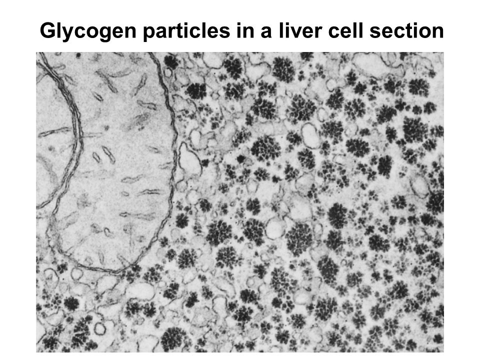 Prentice Hall c2002Chapter 133 Glycogen particles in a liver cell section