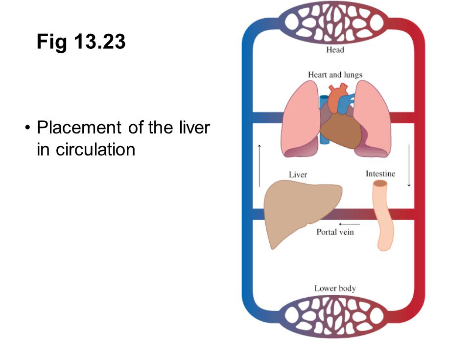 Prentice Hall c2002Chapter 1331 Fig Placement of the liver in circulation