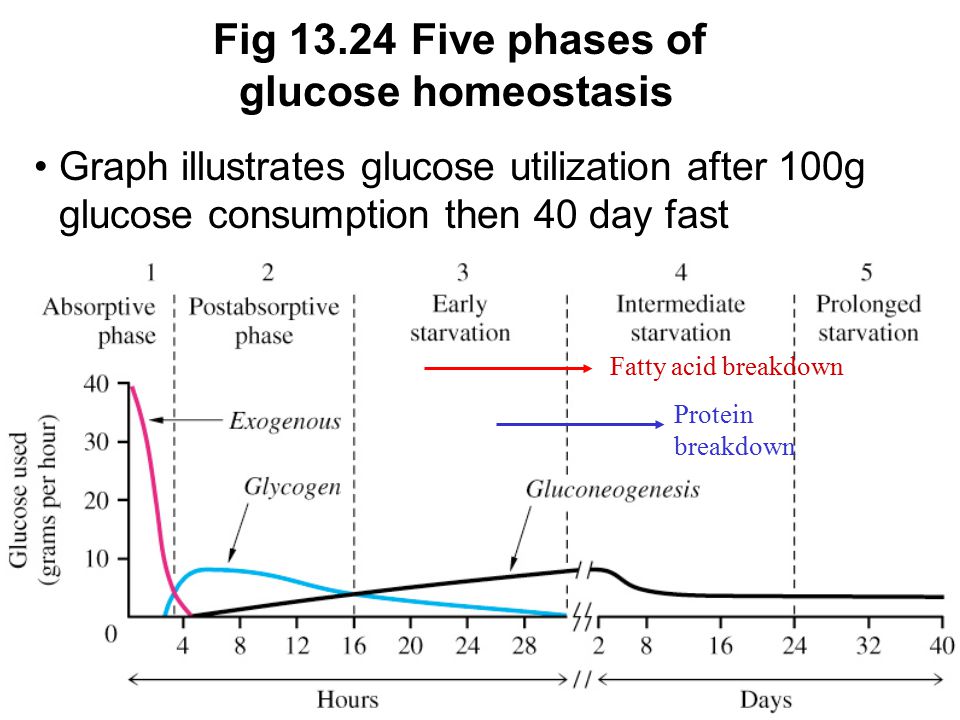 Prentice Hall c2002Chapter 1332 Fig Five phases of glucose homeostasis Graph illustrates glucose utilization after 100g glucose consumption then 40 day fast Fatty acid breakdown Protein breakdown