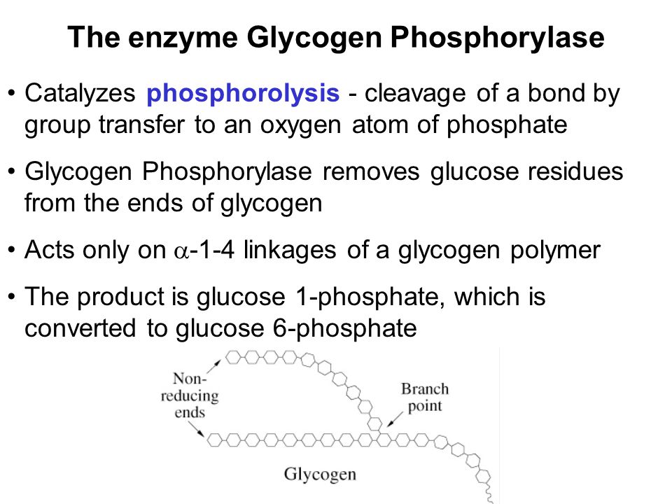 Prentice Hall c2002Chapter 134 The enzyme Glycogen Phosphorylase Catalyzes phosphorolysis - cleavage of a bond by group transfer to an oxygen atom of phosphate Glycogen Phosphorylase removes glucose residues from the ends of glycogen Acts only on  -1-4 linkages of a glycogen polymer The product is glucose 1-phosphate, which is converted to glucose 6-phosphate